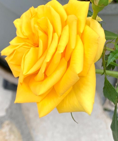 rose jardin eden